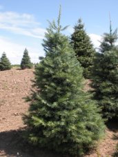 Concolor Fir